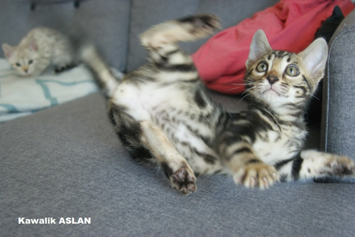 chaton bengal marble